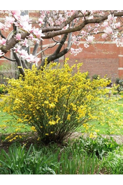 Керія японська Пленіфлора 